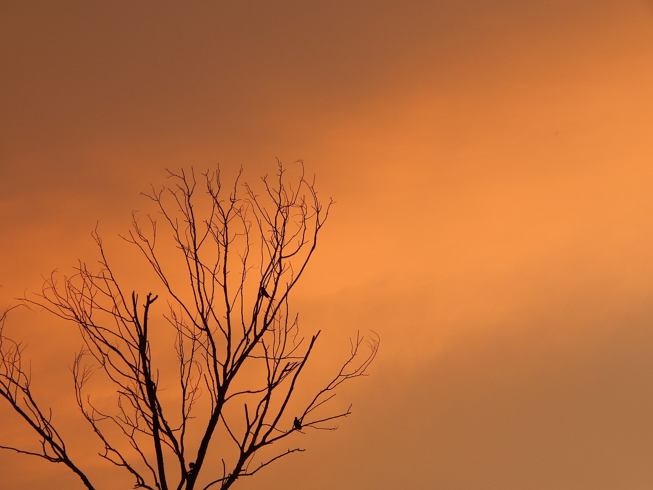 sunset death tree birds on tree free photo