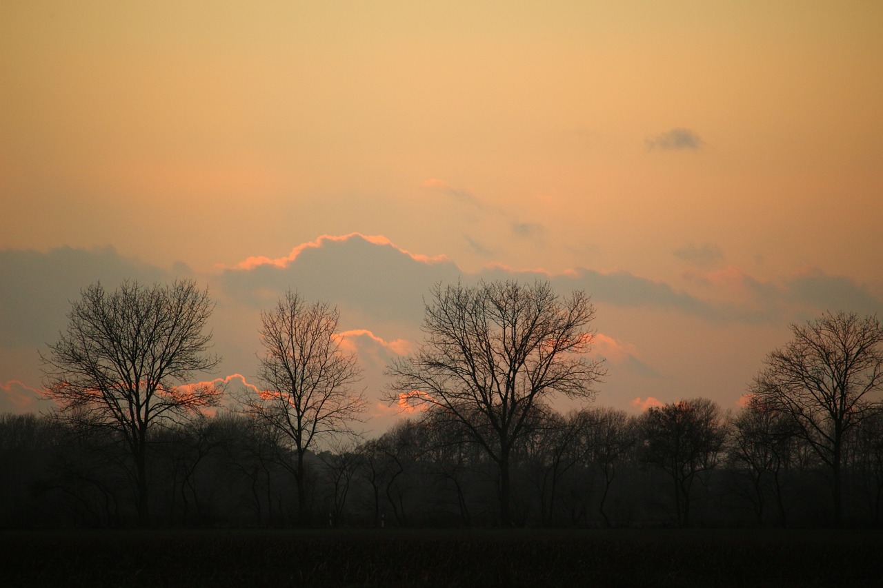 sunset winter trees free photo