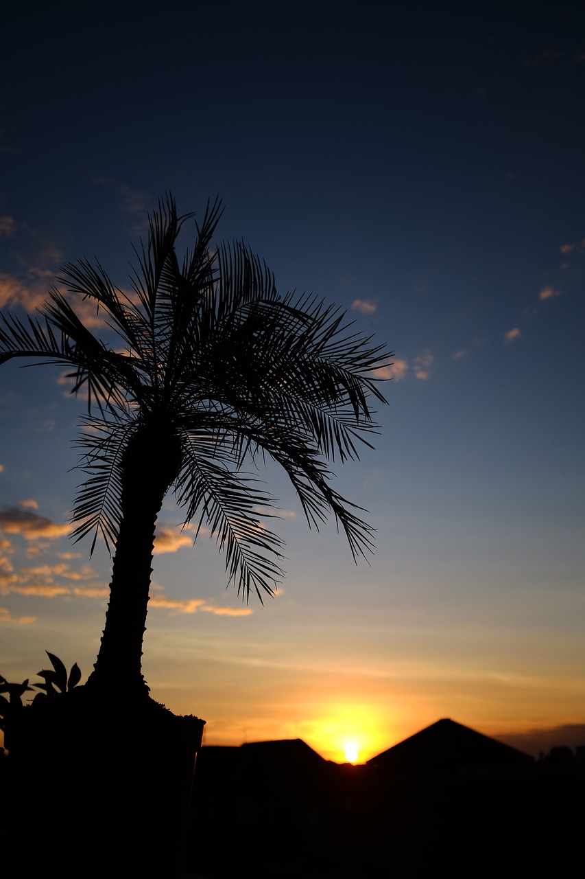 sunset palm trees palm free photo