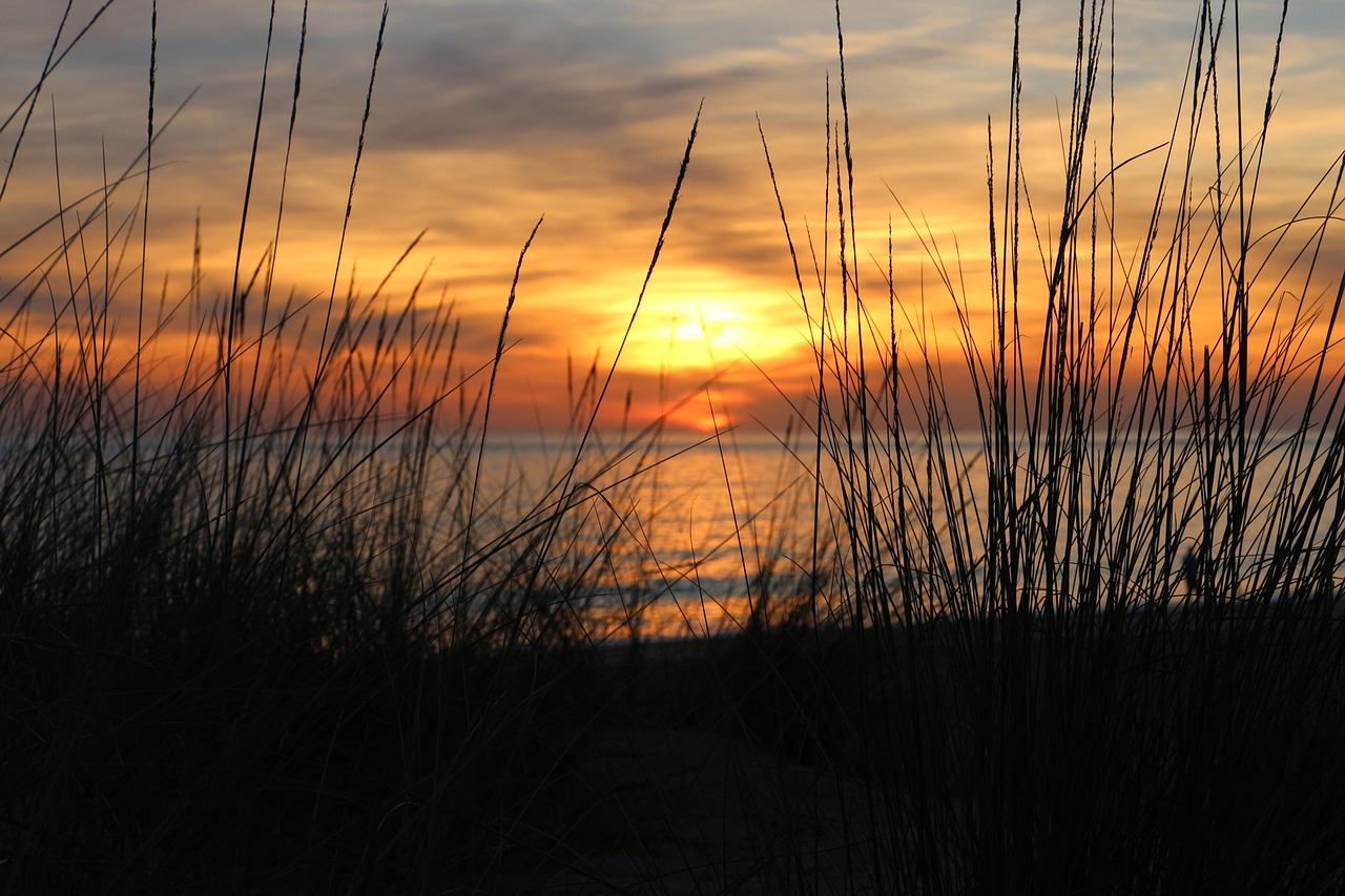 sunset juncos sea free photo