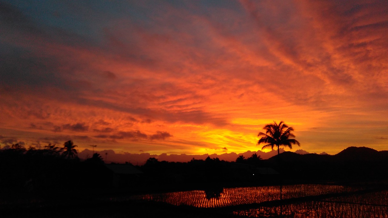 palm tree silhouette sunset free photo