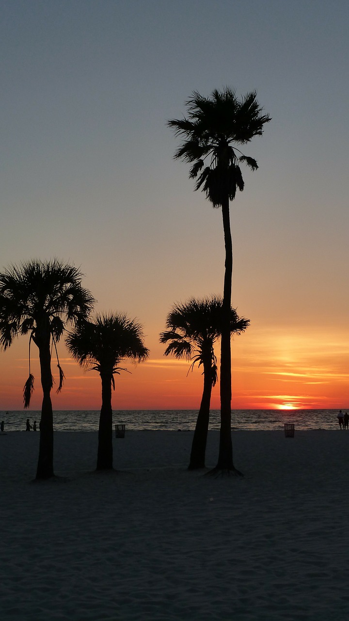 sunset palm trees coast free photo