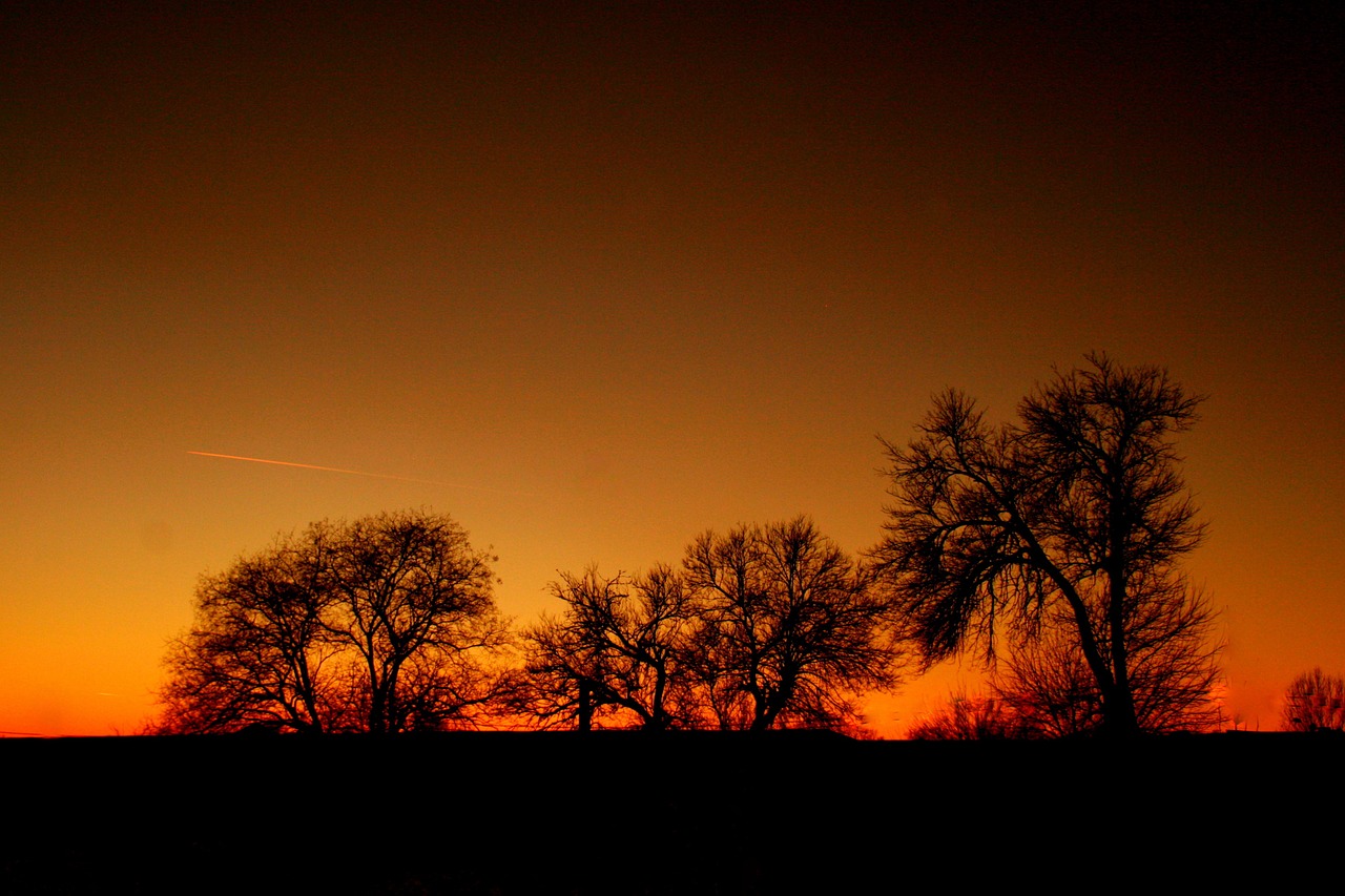 sunset red tree free photo