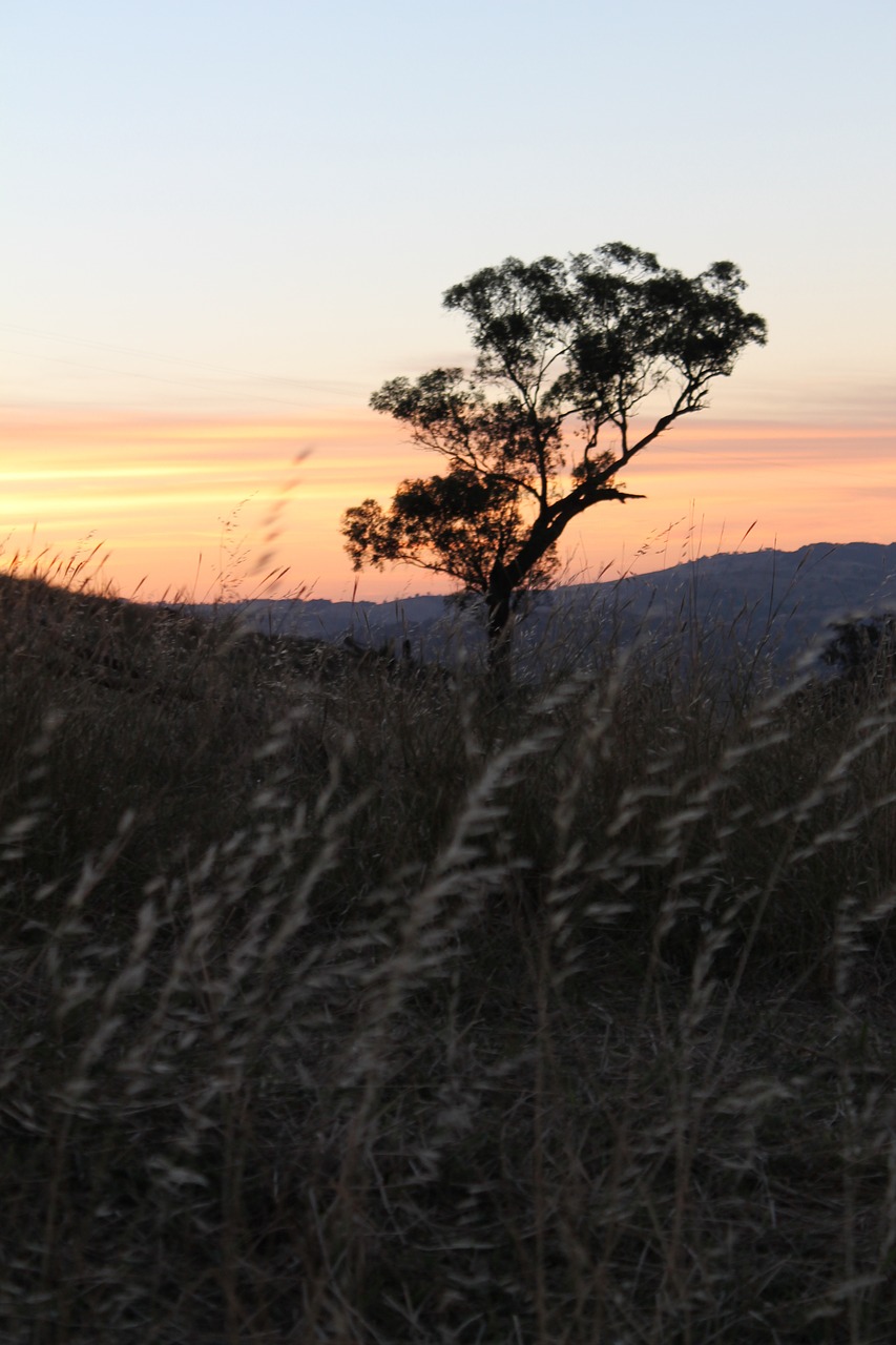 sunset wheat landscape free photo