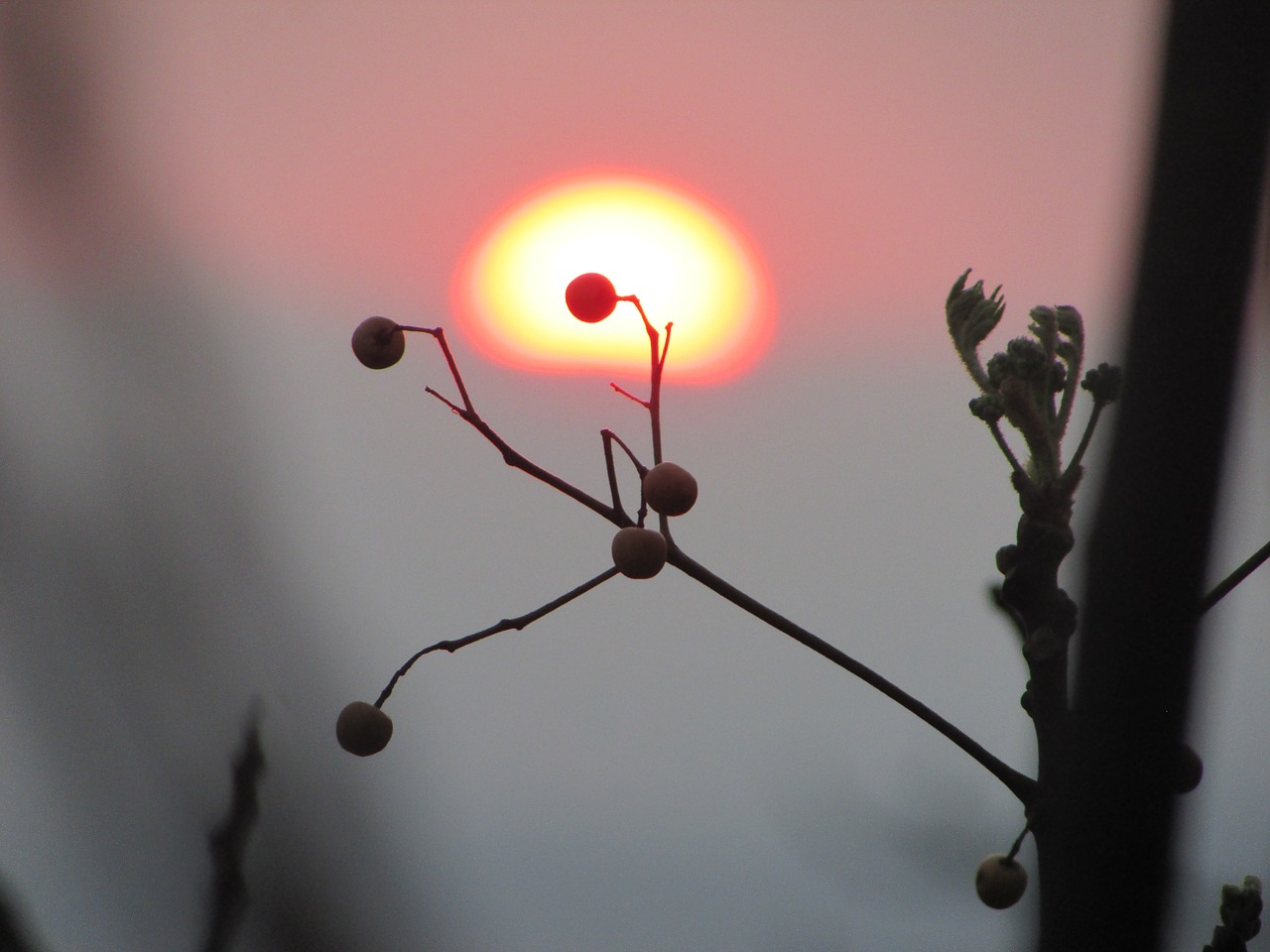 sunset nature plant silhouettes free photo