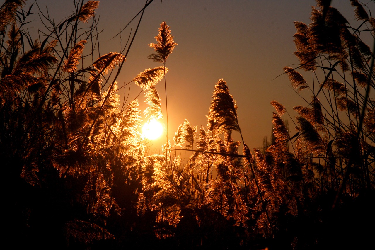 sunset reed sun free photo