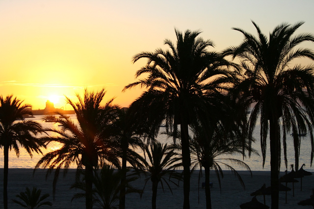 sunset palm trees beach free photo