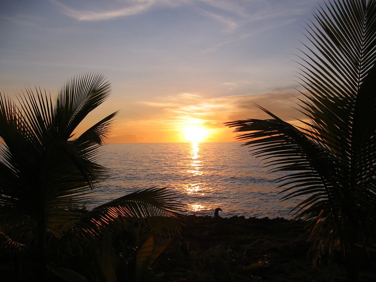 sunset caribbean palm trees free photo