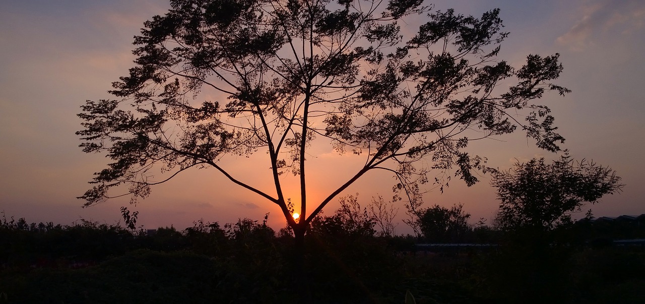 sunset twilight tree free photo