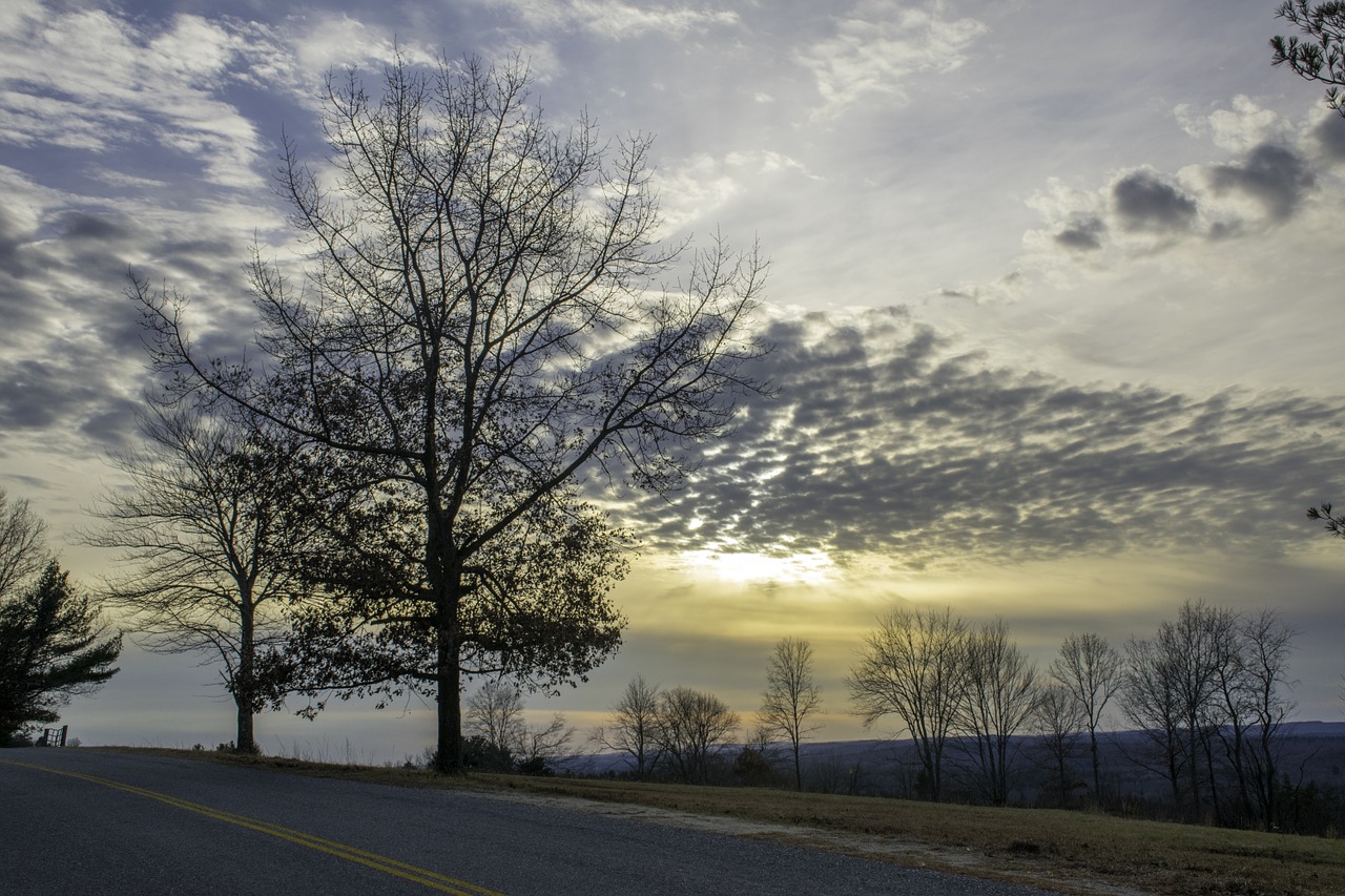 sunset tree silhouette free photo