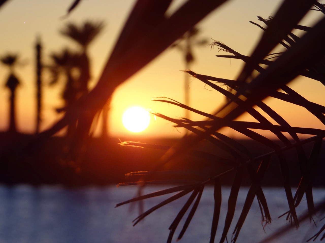 sunset beach palms free photo
