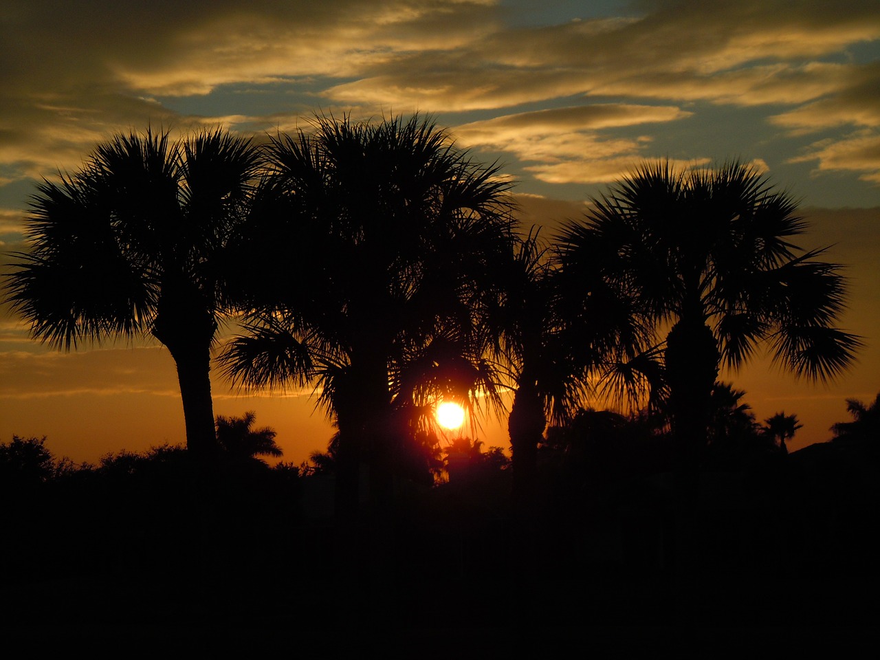 sunset trees sun free photo