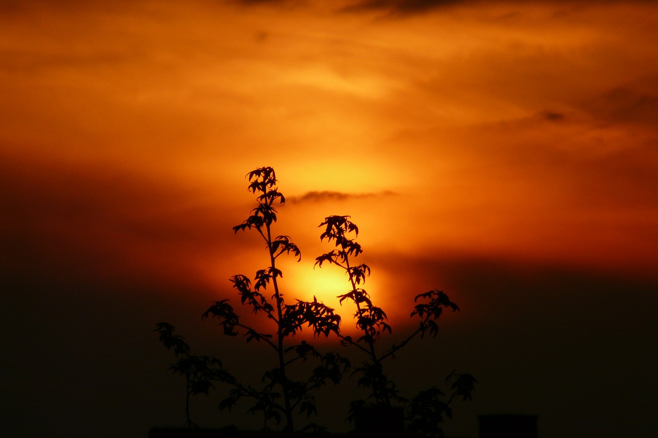 sunset landscape plant free photo