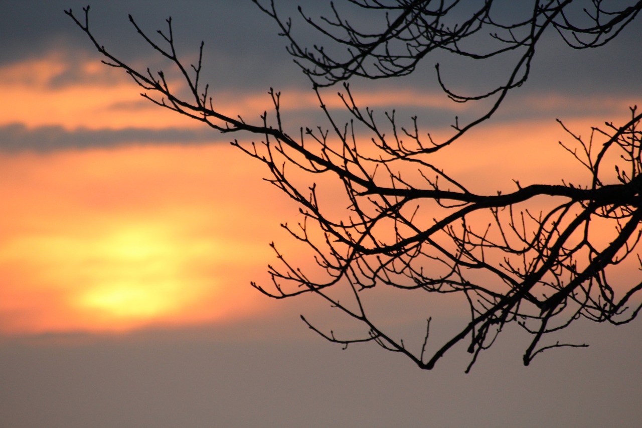 sunset branch afterglow free photo