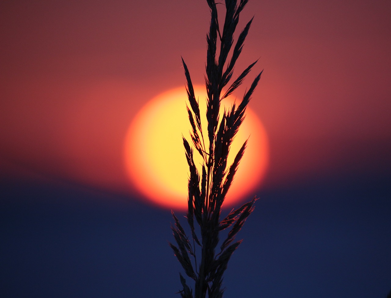 sunset afterglow grass free photo