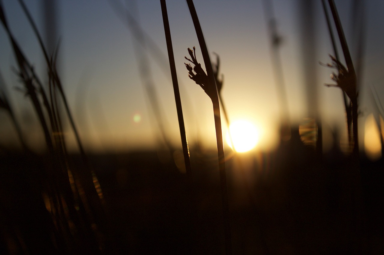 sunset field silhouette free photo