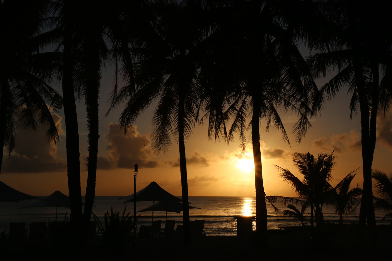 sunset beach palm tree free photo