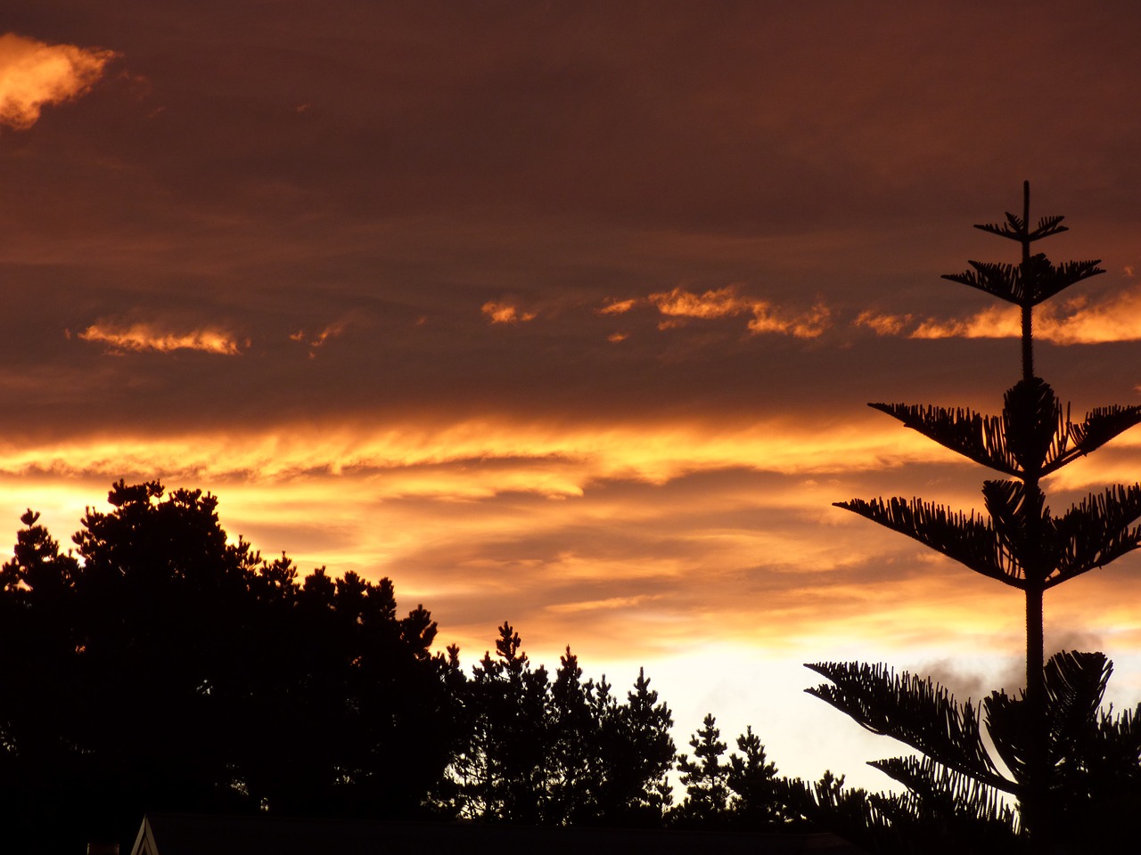 sunset nature silhouette free photo