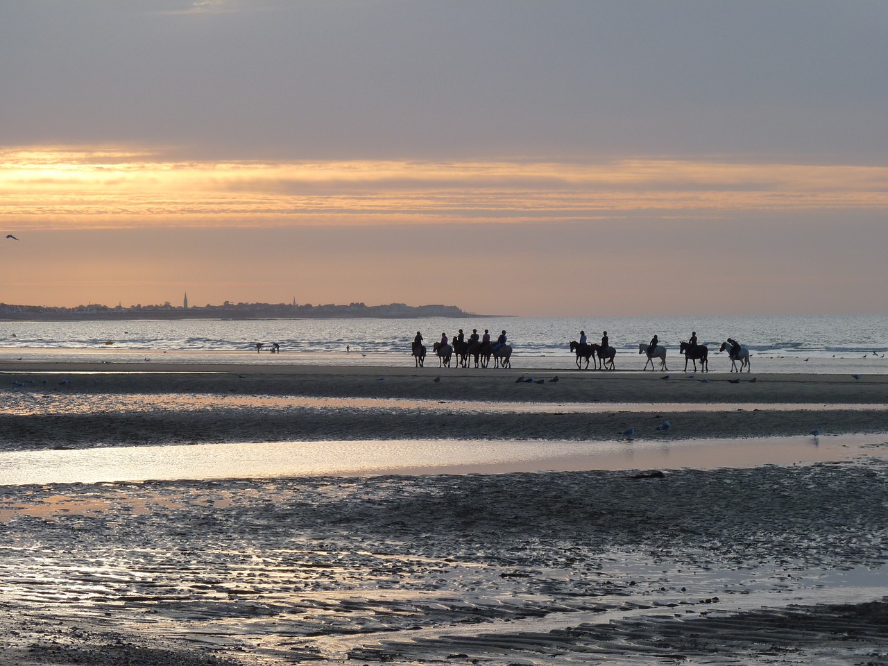 sunset horses seaside free photo