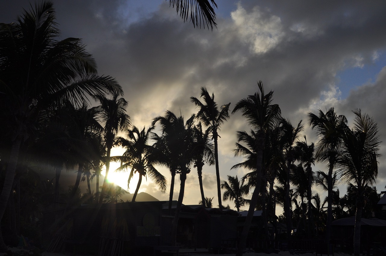 sunset palm trees evening free photo