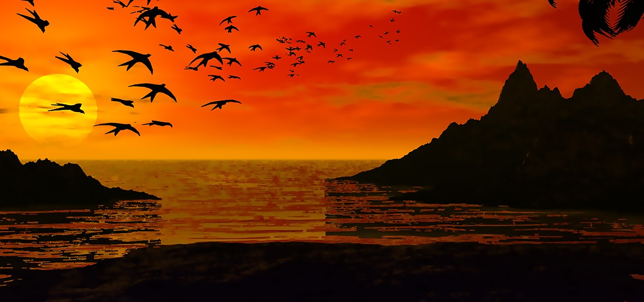 sunset birds silhouette free photo