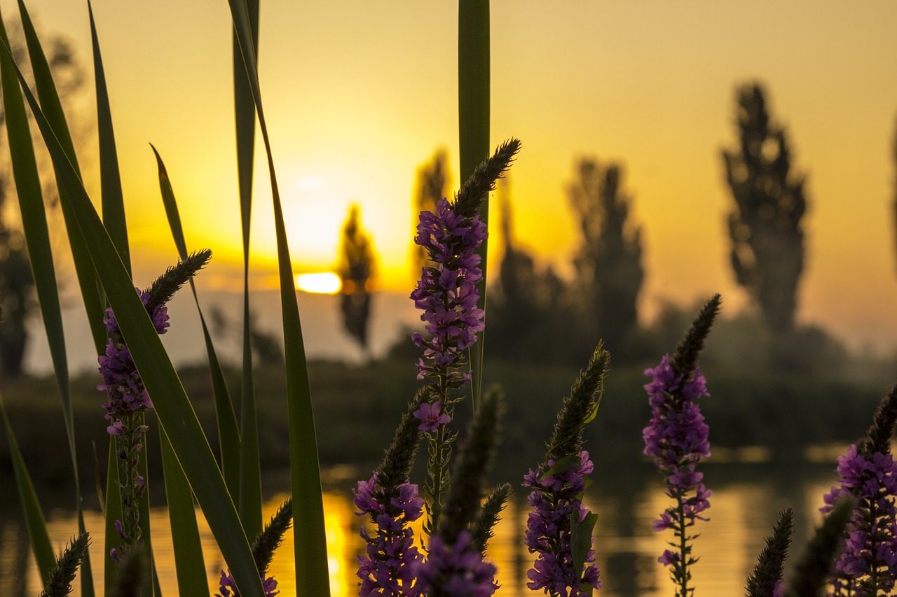 sunset lake reflection free photo