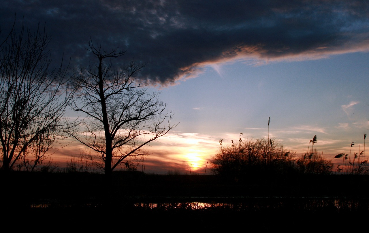 sunset tree cloud free photo