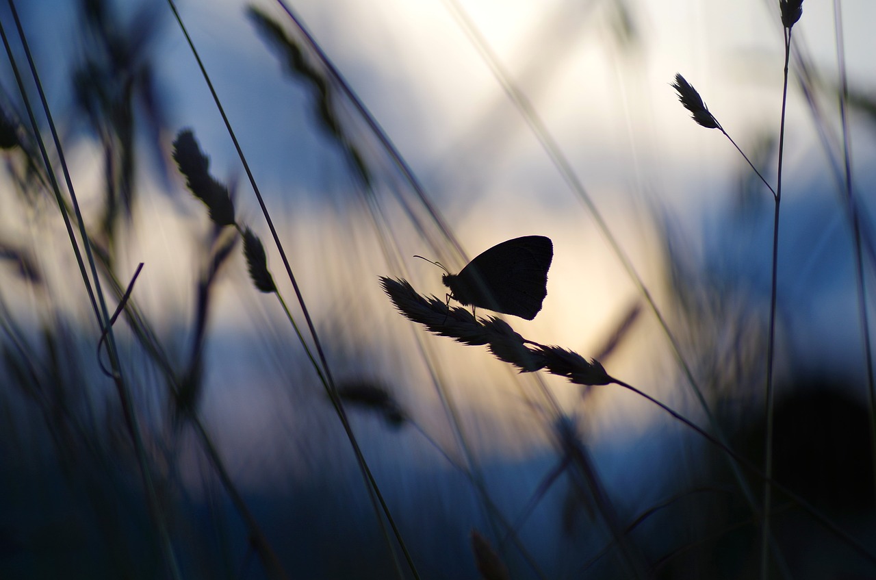 sunset butterfly against the light free photo