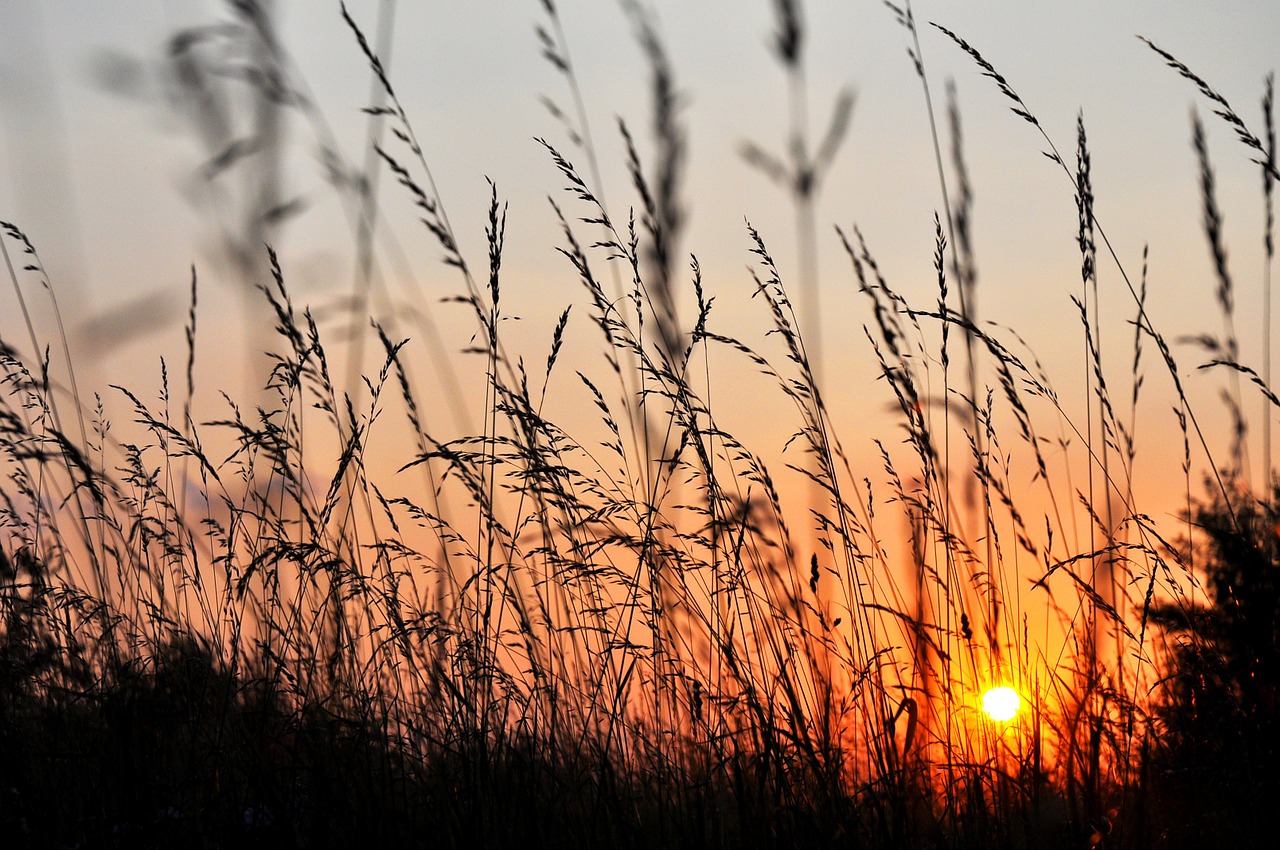 sunset west grass free photo