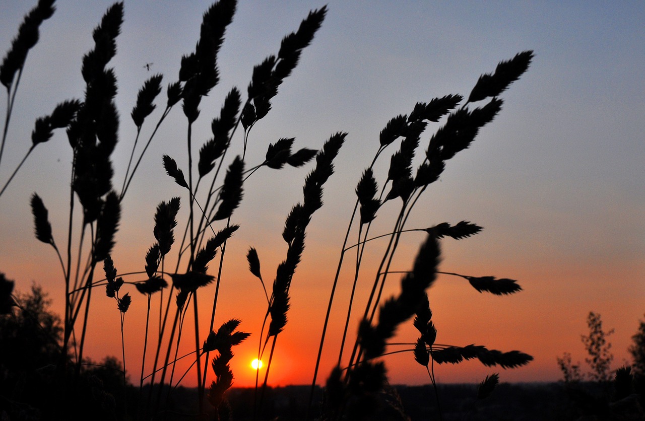 sunset west grass free photo