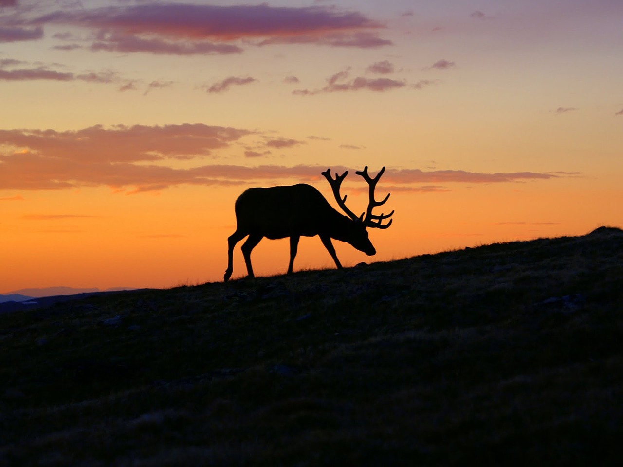 sunset deer silhouette free photo
