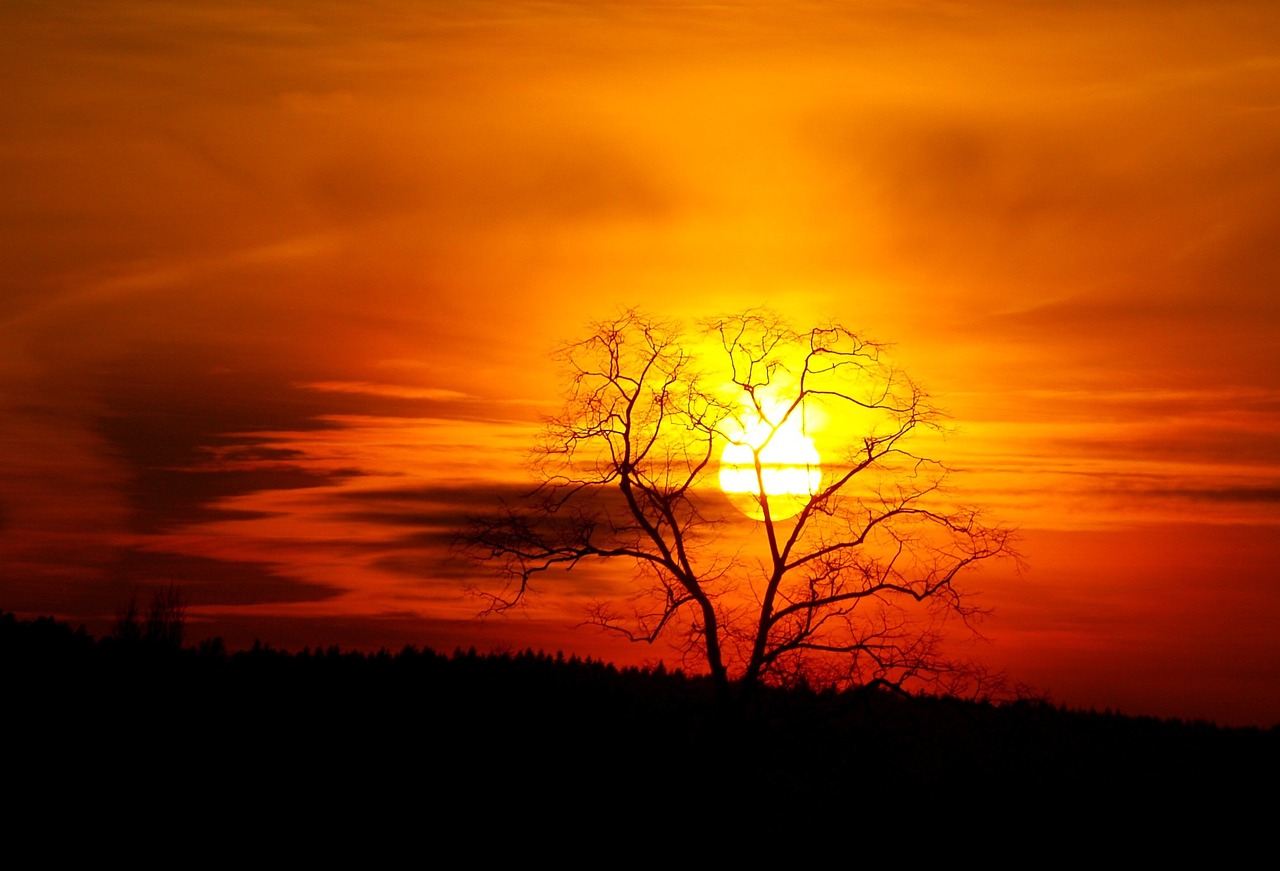 sunset tree silhouette free photo