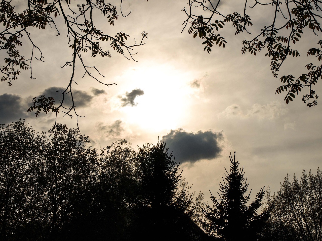 sunset dusk trees free photo