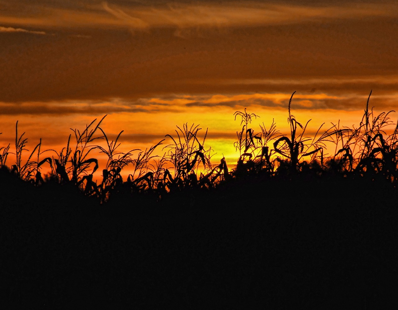 sunset corn field agriculture free photo