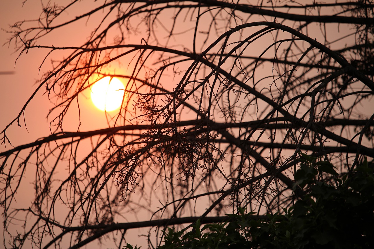 sunset trees sky free photo