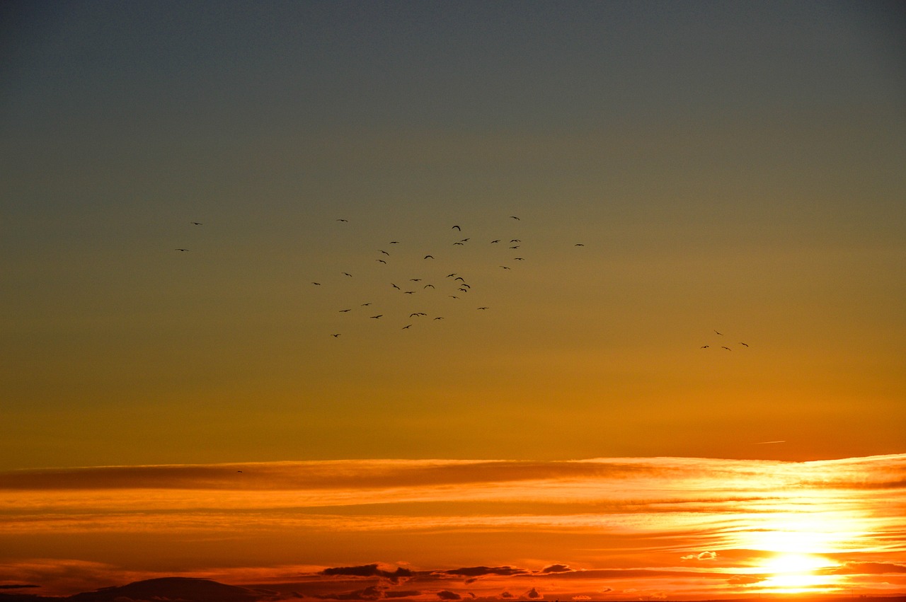 sunset birds in orizonte flashes free photo