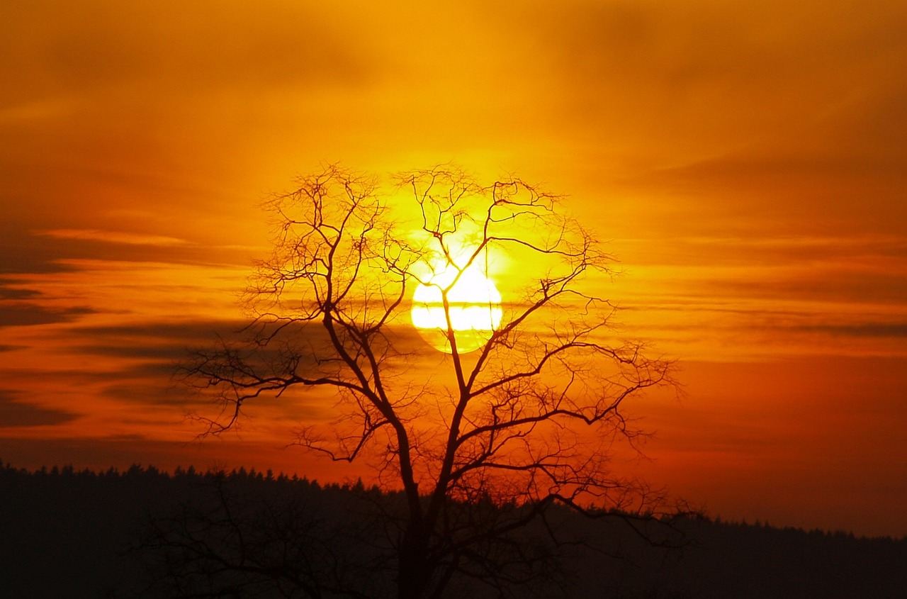 sunset tree sun free photo