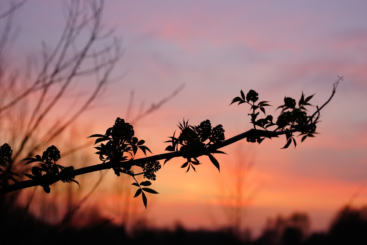 sunset afterglow evening sky free photo