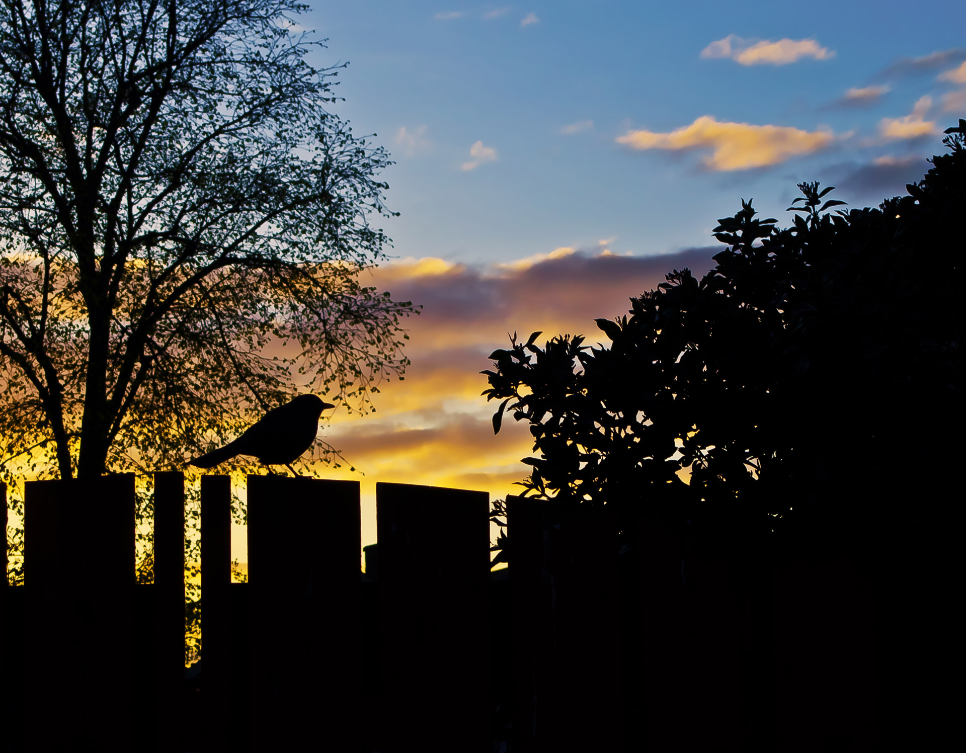 sunset spring sky free photo