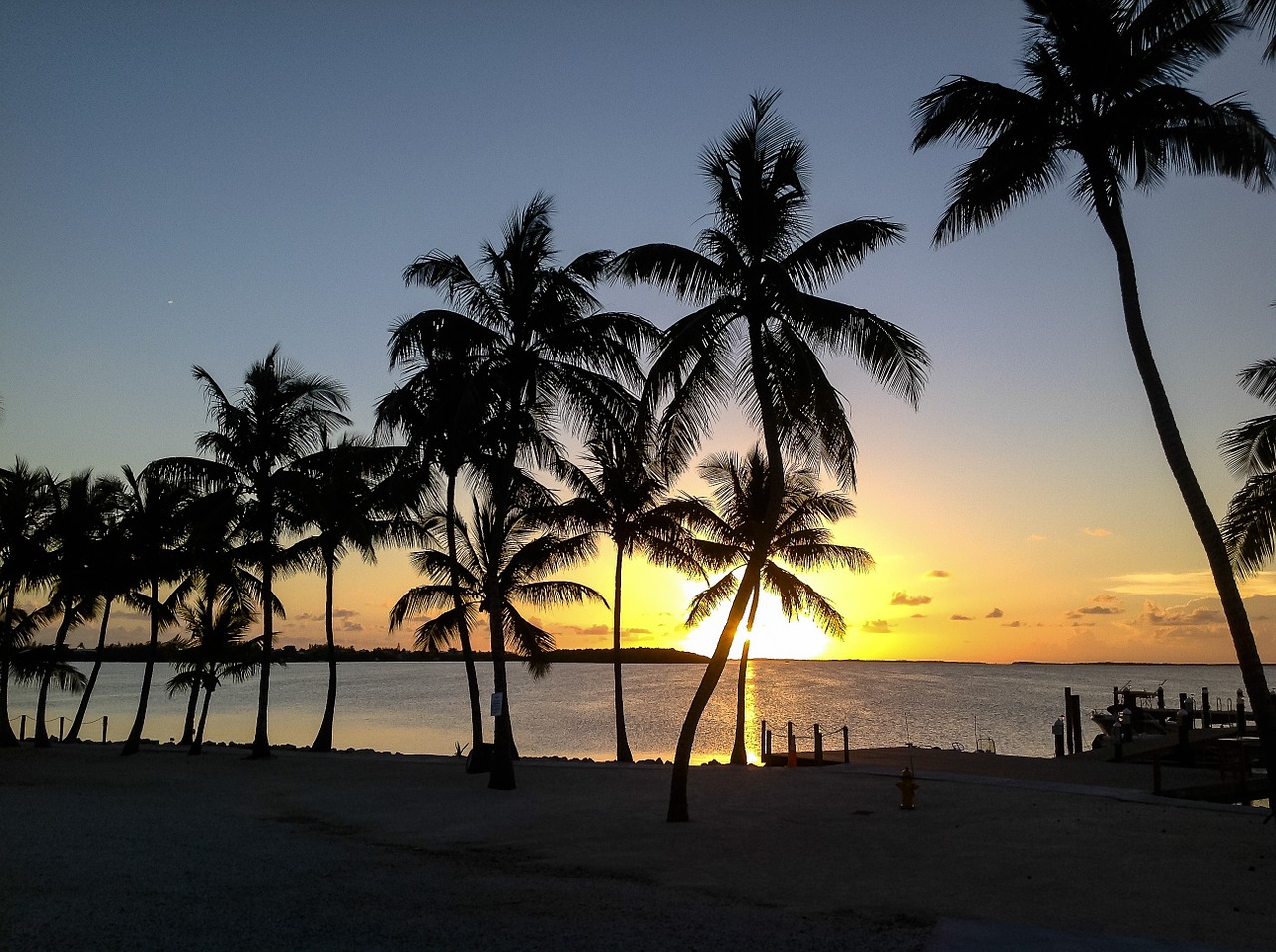 sunset palm tree key largo free photo