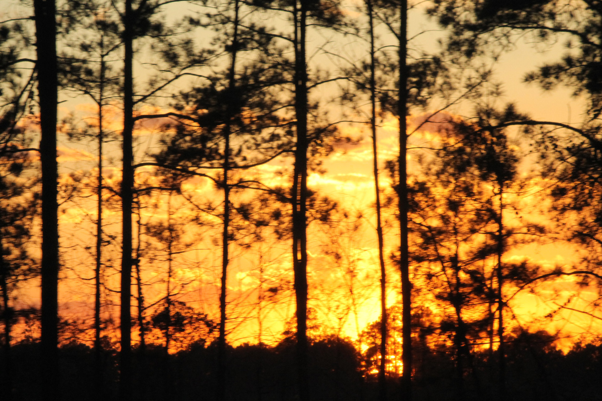 sunset trees sunset free photo