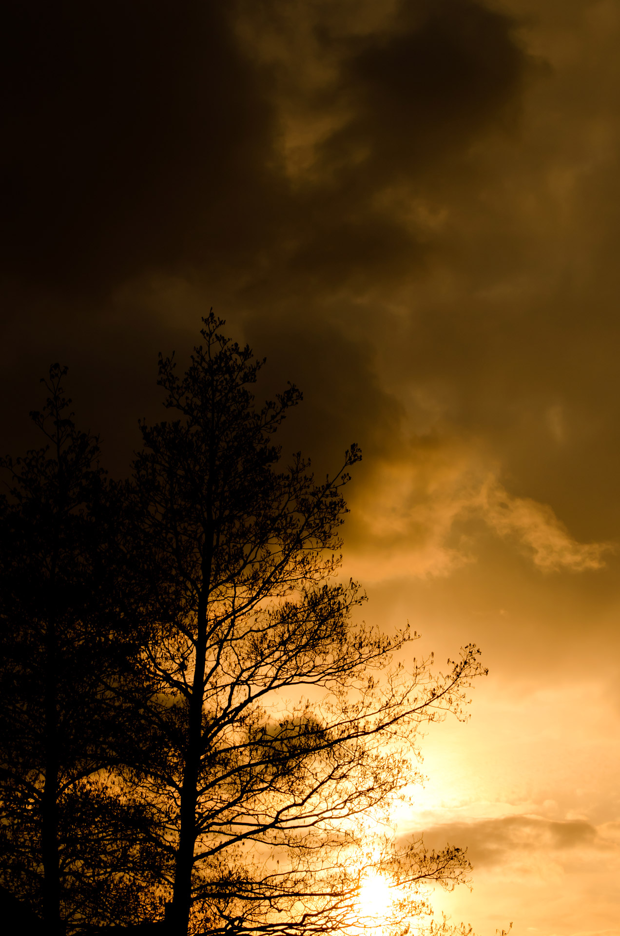 sunset tree trees free photo