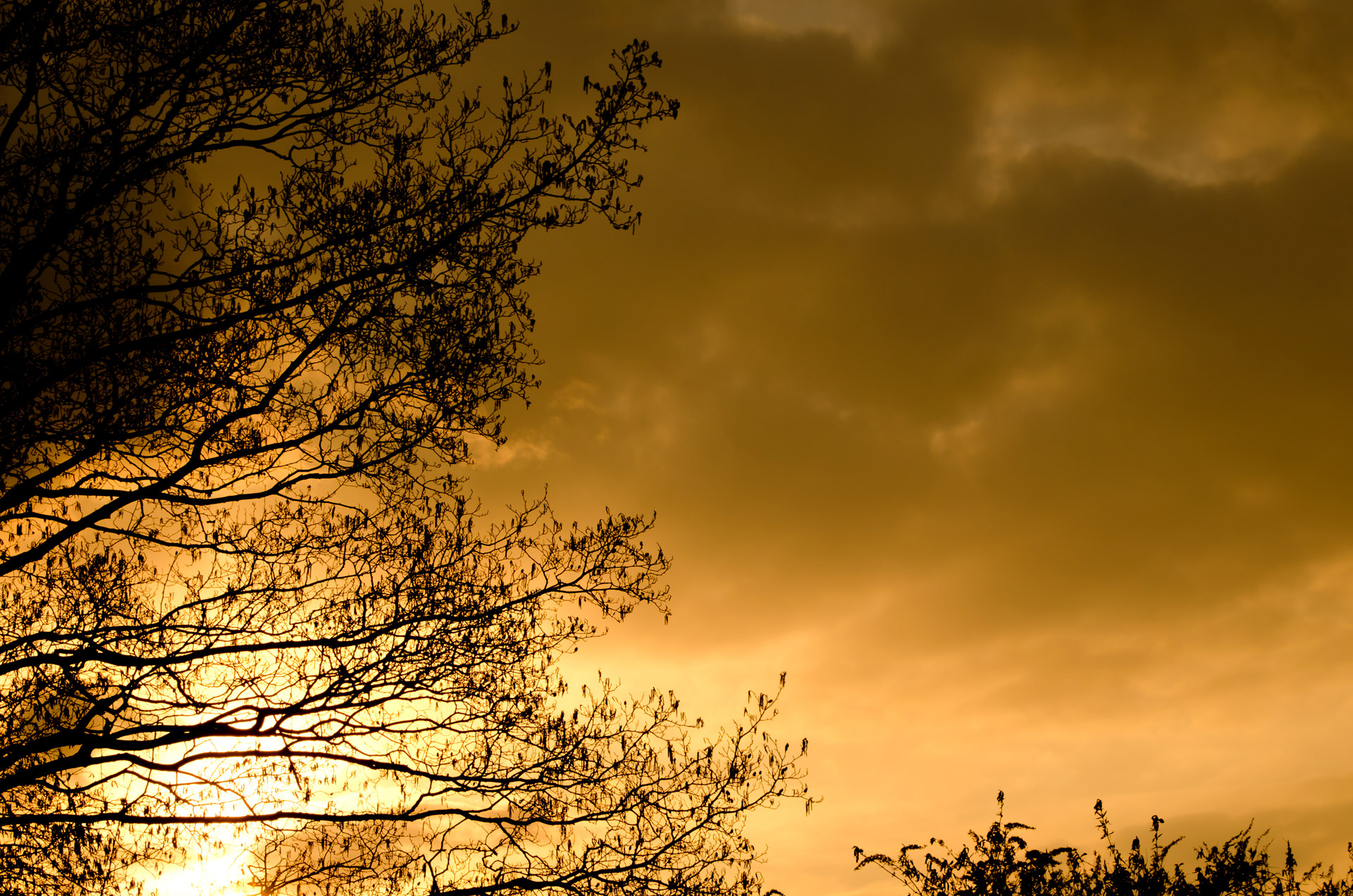 sunset tree trees free photo