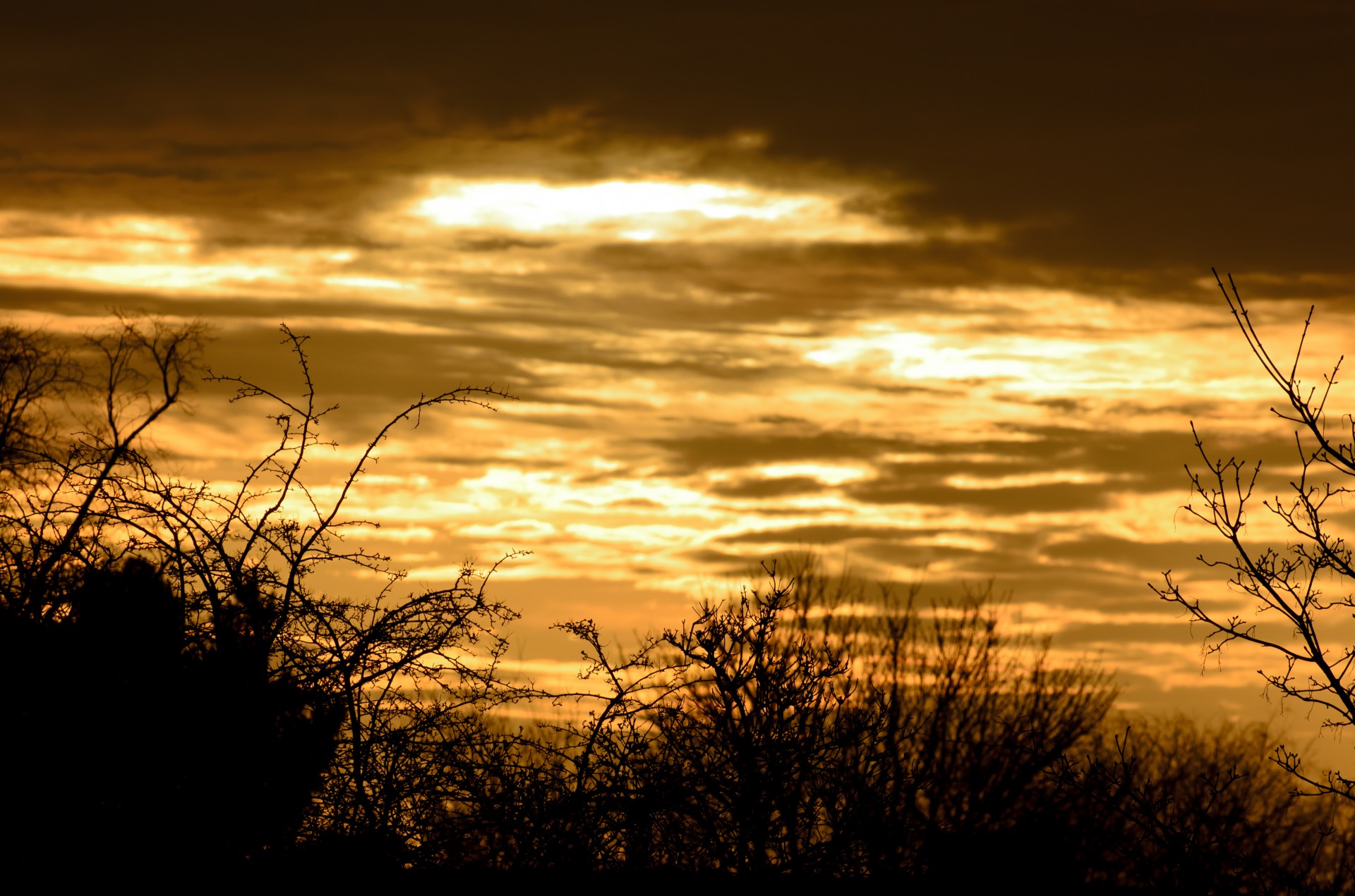 sunset tree trees free photo