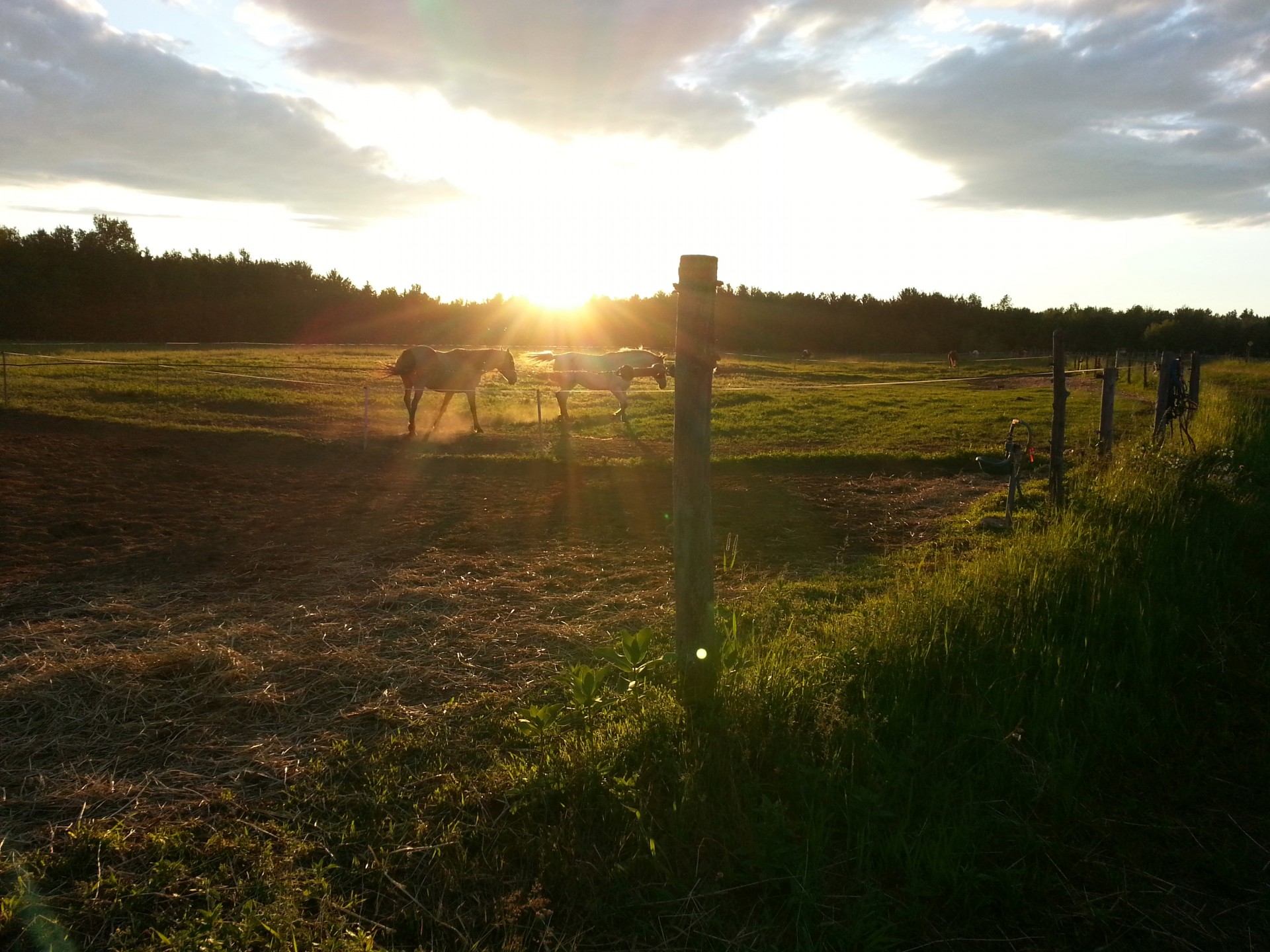 landscape horses horse free photo