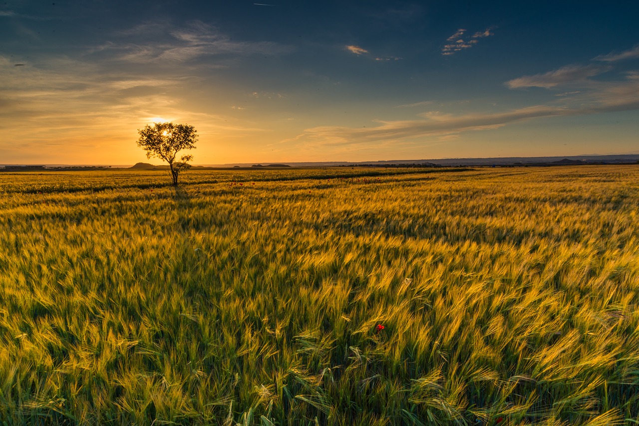 sunset horizon cloud landscape free photo