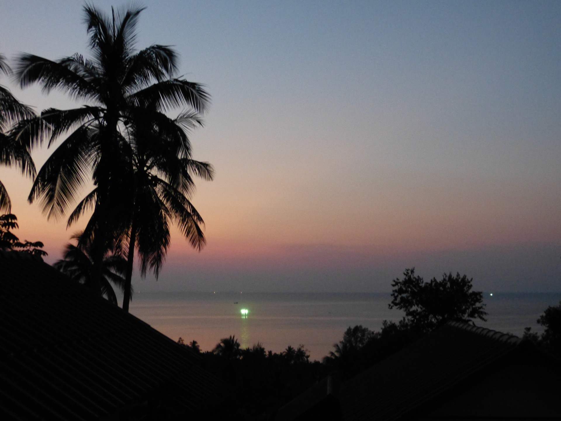 sunset palm tree sea free photo