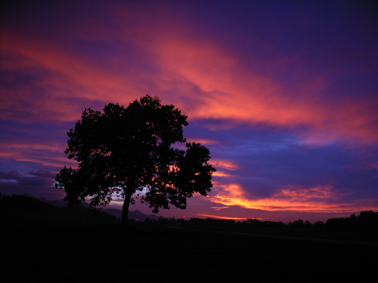 sunset tree sky free photo