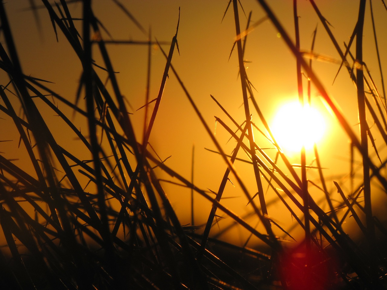 sunset sunshine silhouette free photo