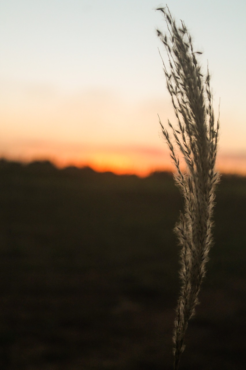 sunset twilight brazil free photo